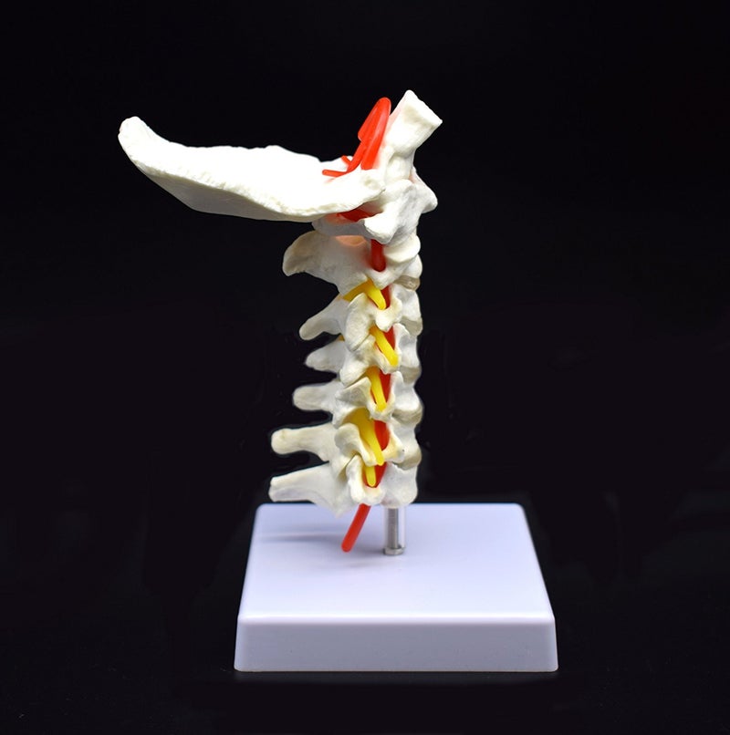XINDAM Cervical Vertebra Arteria Spine Spinal Nerves Anatomical Model Anatomy for Science Classroom Study Display Teaching Medical Model - Image 3